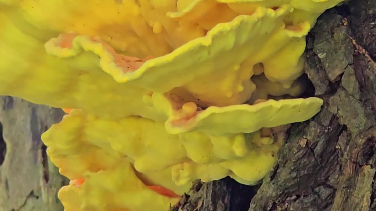 Mushroom on a tree / beautiful yellow mushroom on a large tree.