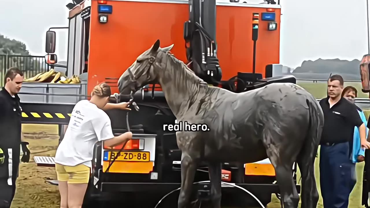 Rescue a horse