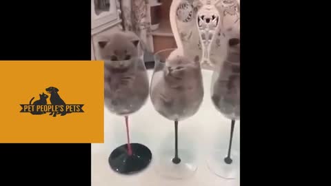 Cute baby dog viral funny moments