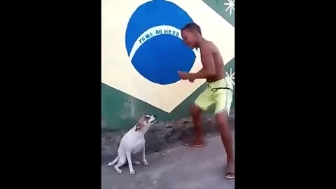 Dog dancing with his friend