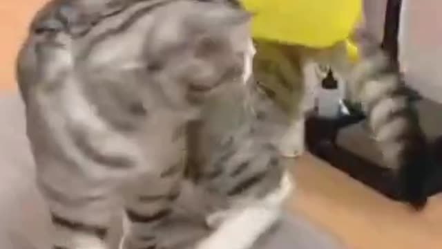 Cat playing with balloon funny video