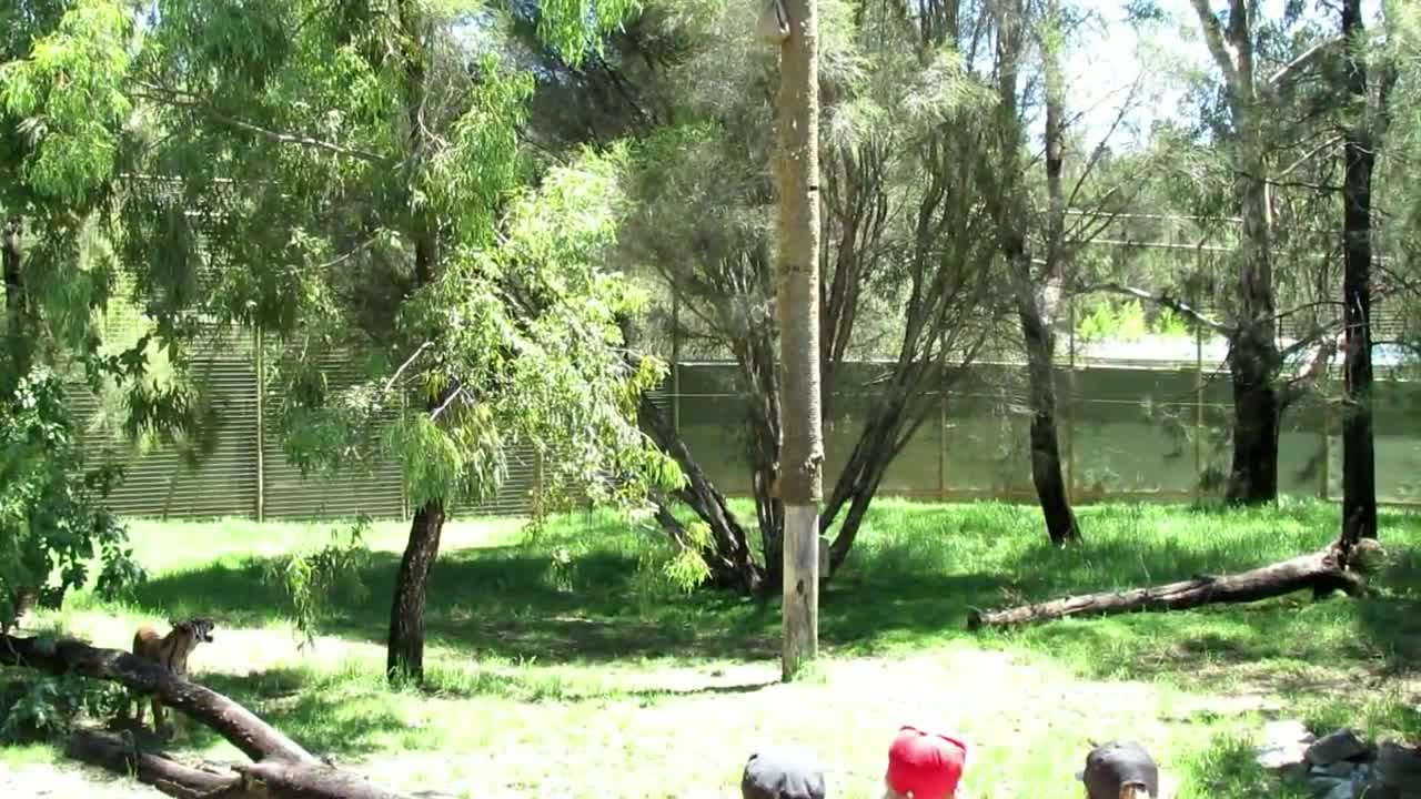 Sumatran Tiger Climbs 4-5 Metre Pole to Eat Dinner