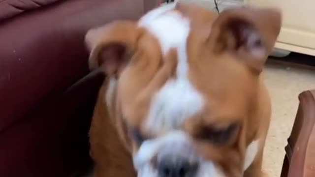 Watch how this bulldog only responds to British accent