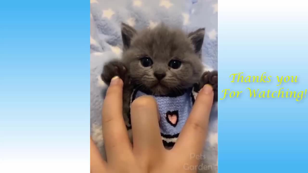 Cuts Pets Garden Funny Video