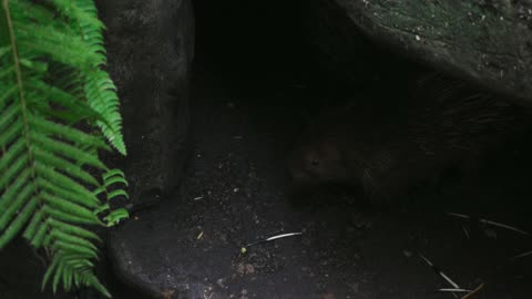 A Porcupine hiding in a cave