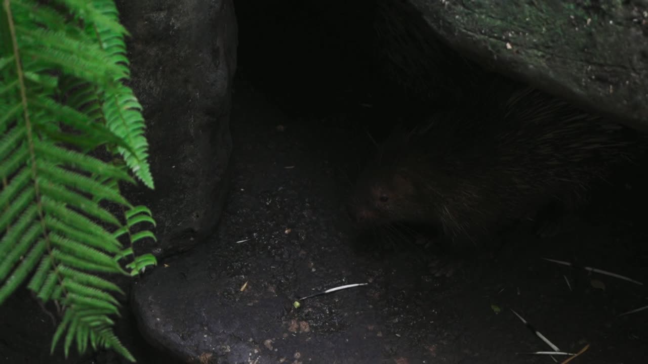A Porcupine hiding in a cave