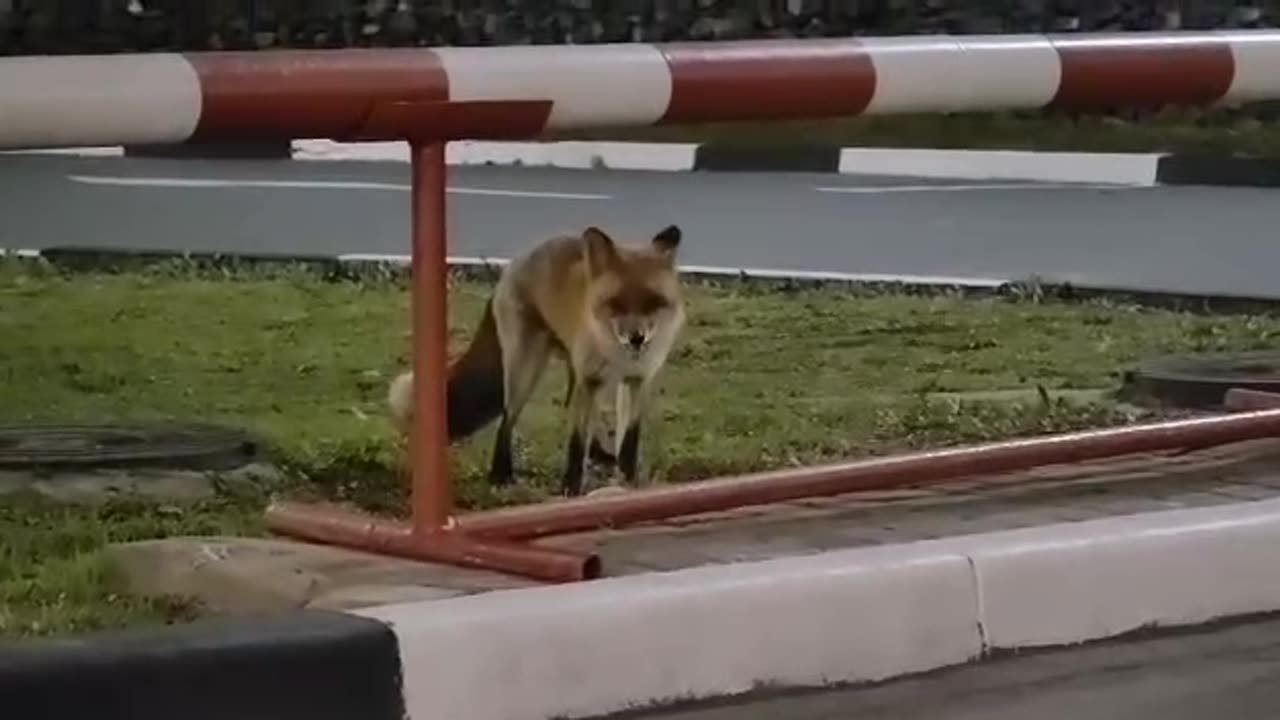 Fox has a habit of begging motorists for food