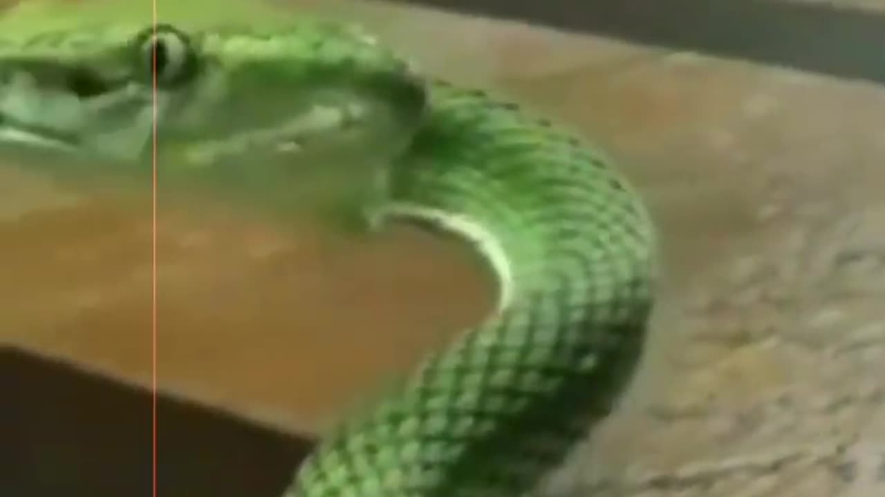 Green big snake