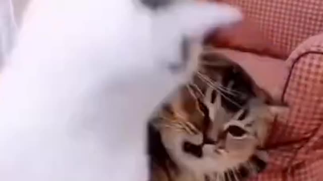 Cat funny video