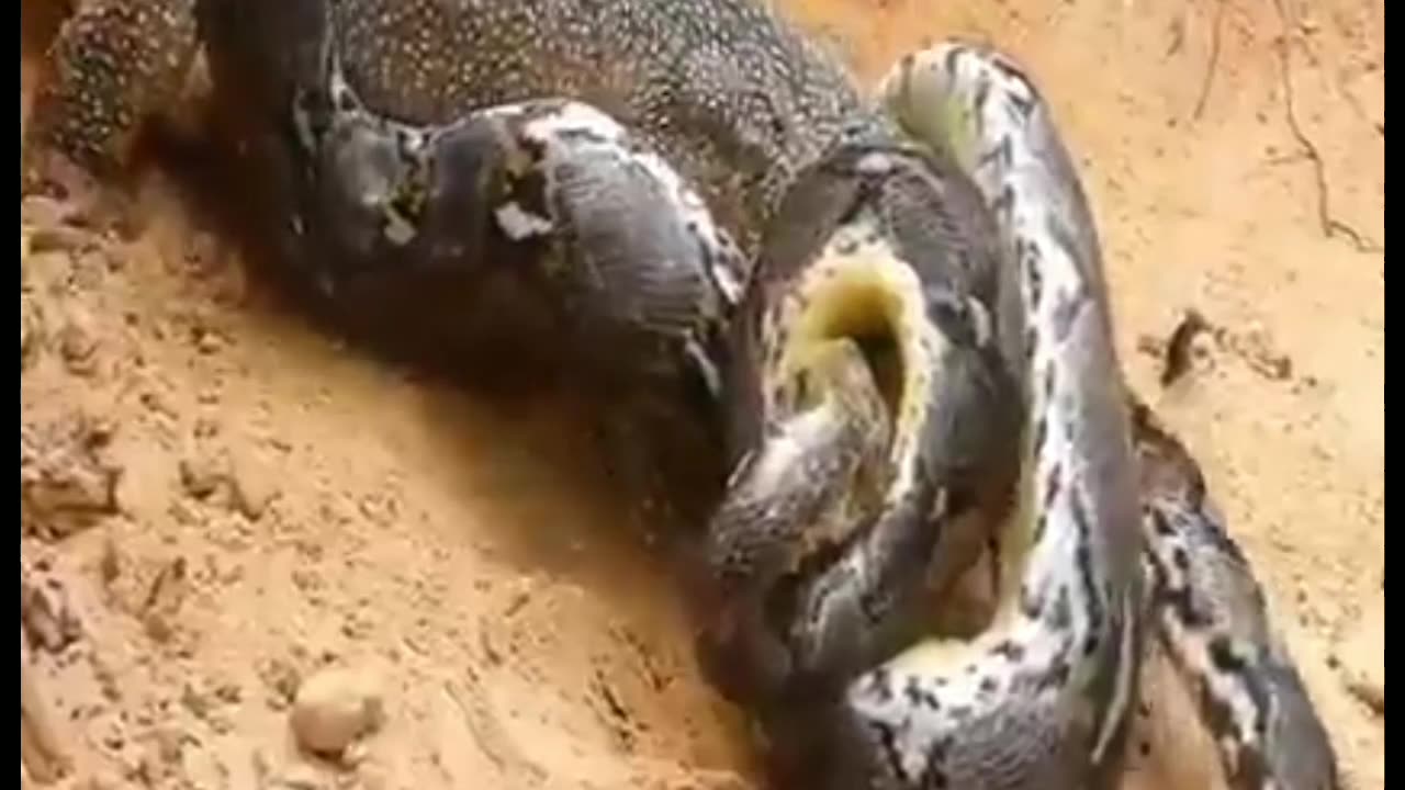 Wild Encounter: Lizard vs. Python - Epic Battle in the Animal Kingdom