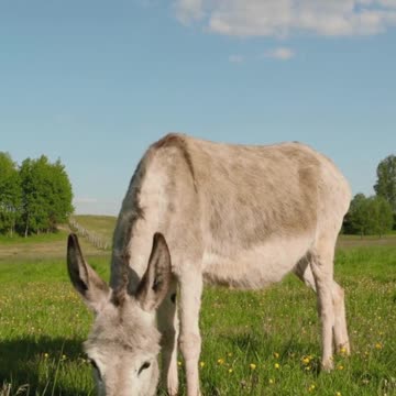 A Donkey Eating Grass