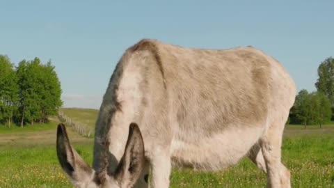 A Donkey Eating Grass