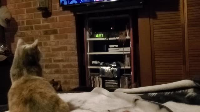 Kitty watching TV