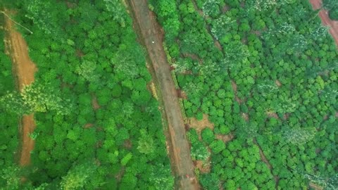 This is a video of how a tree can be seen from above through a drone.