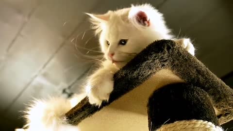 10 Scientific Ways to Get a Cat to Like You | Cat Trying | Cat Best Trying | SongTex