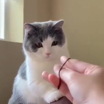 Baby Cats - Cute AndFunny Cat Videos | Cute Cats Videos | Animals Videos