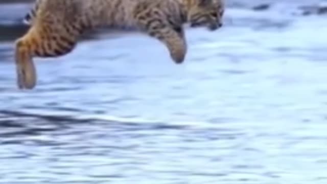 funny animals /funny cats-cute cates/ukanimals/ukrain animal#short