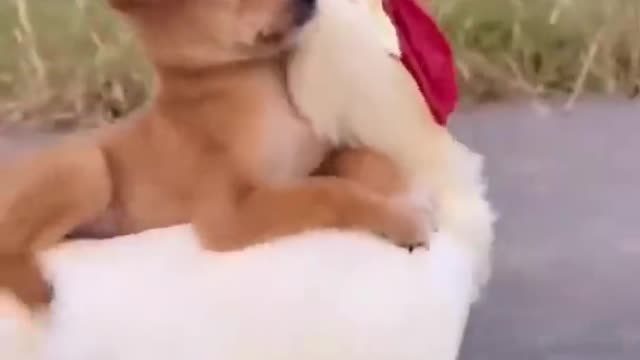 😍Cute and Funny Dog Compilation #shorts