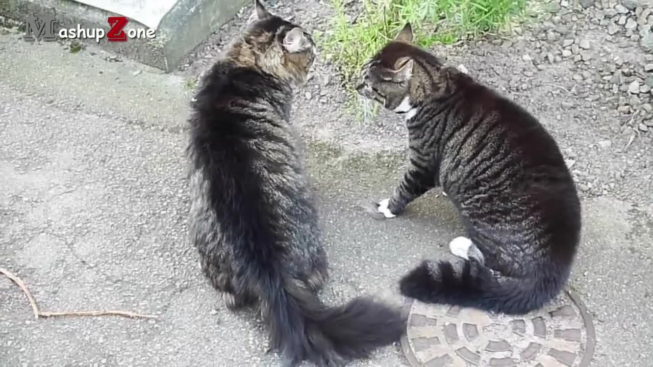 Cats fight