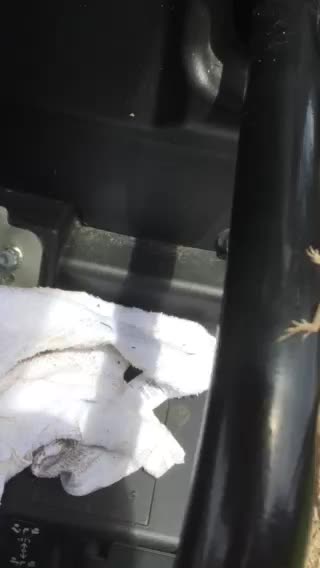 Brown Cuban Anole jumps