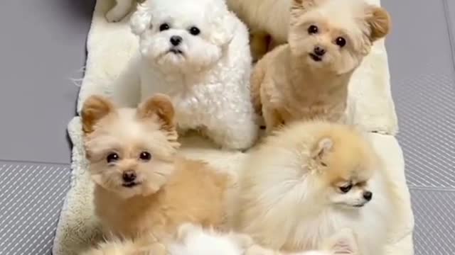 smallpuppys The Puppy Train