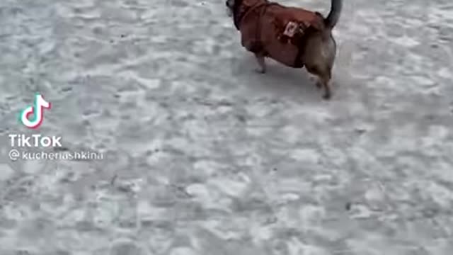 Happy dog dances