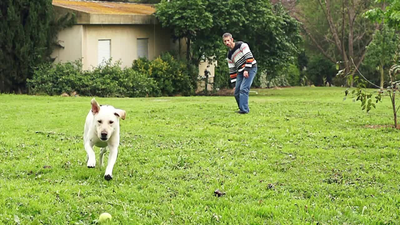 Super slow motion of a white dog catching a tennis ball