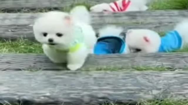 cute 💖 Pomeranian dog 🐕curious to know something✨ and funny ✨video #shorts #youtubeshort #ytshorts