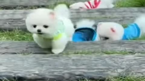 cute 💖 Pomeranian dog 🐕curious to know something✨ and funny ✨video #shorts #youtubeshort #ytshorts