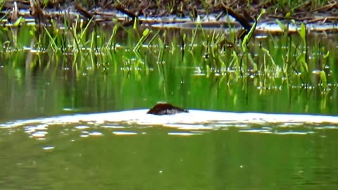 Muskrat