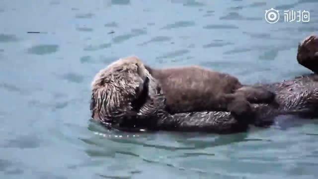 Hardcore with kids! Sea otter mother thinks baby is too noisy directly cover mouth.........