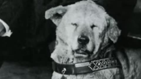 Hachiko🦮 el perro más fiel del mundo