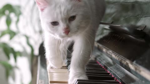 Cute white beautiful cat