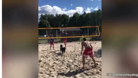 This Dog Knows How to Play Volleyball