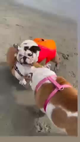 Animals Lover //ukran animals //animals//fish cach//animals2022#shorts