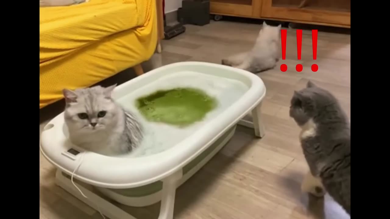 TOP 10 RANKING of Funny Cat Videos Compilation #2 - FART (Funny Cats, Cute Cats, Cute Kittens)