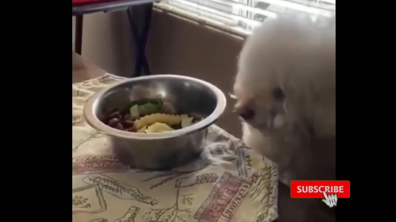 funny cat