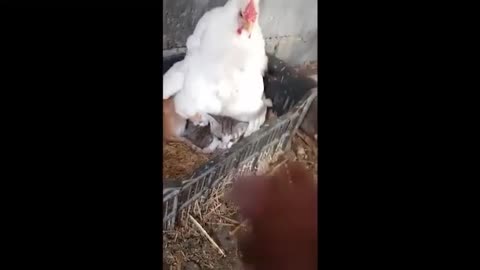 MOTHER HEN HAS A SURPRISE