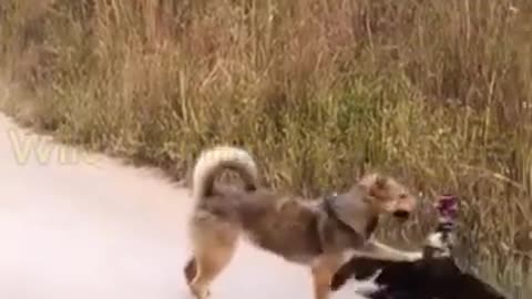 Hilarious Moments with Cute and Funny Animals You Can’t Miss #shorts #cute #cuteanimals #animals