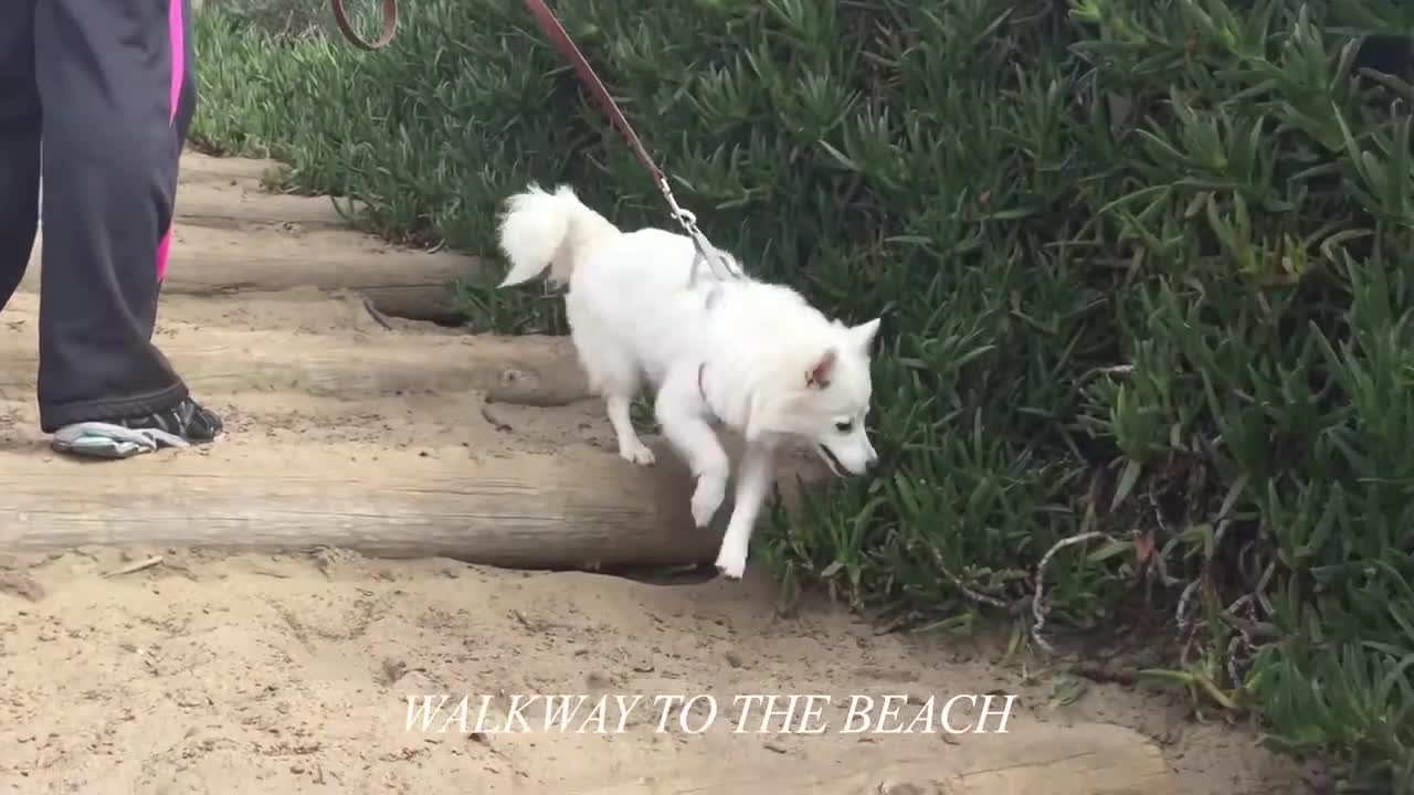 American Eskimo & Pomeranian at the Beach