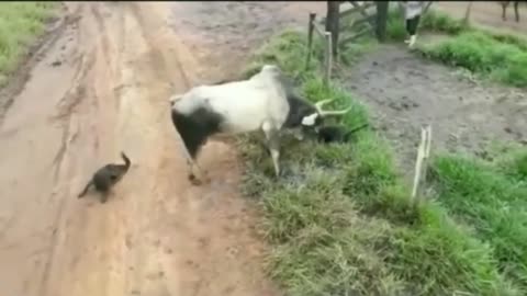 pet dog and cow