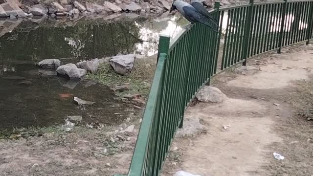 Crow Short Video By Kingdom of Awais