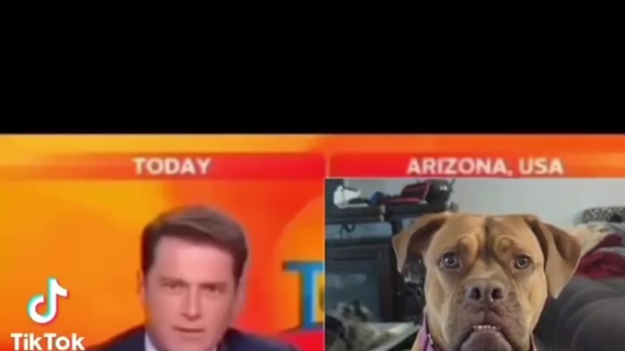 Dog attends interview!🤣🤣🤣😭