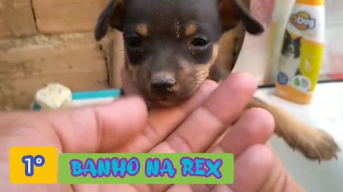 Pinscher puppy taking the first bath