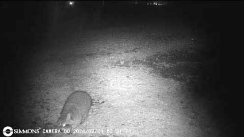 Backyard Trail Cams - Raccoon