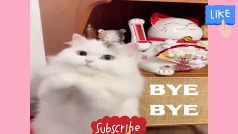 Funny Animals Compilation #2