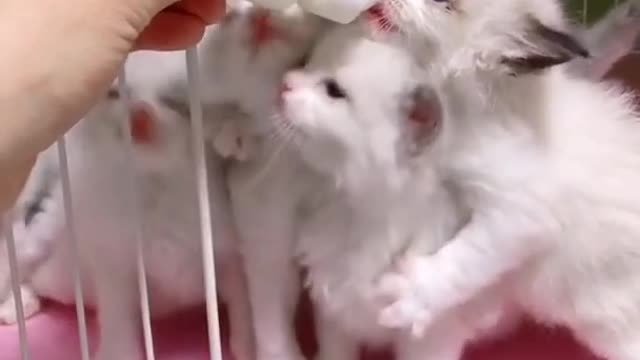 Feeding cute cats