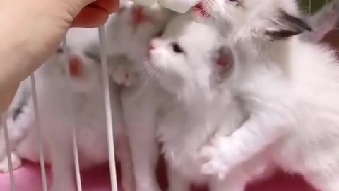 Feeding cute cats