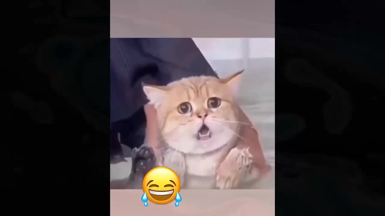 Most funny animals video