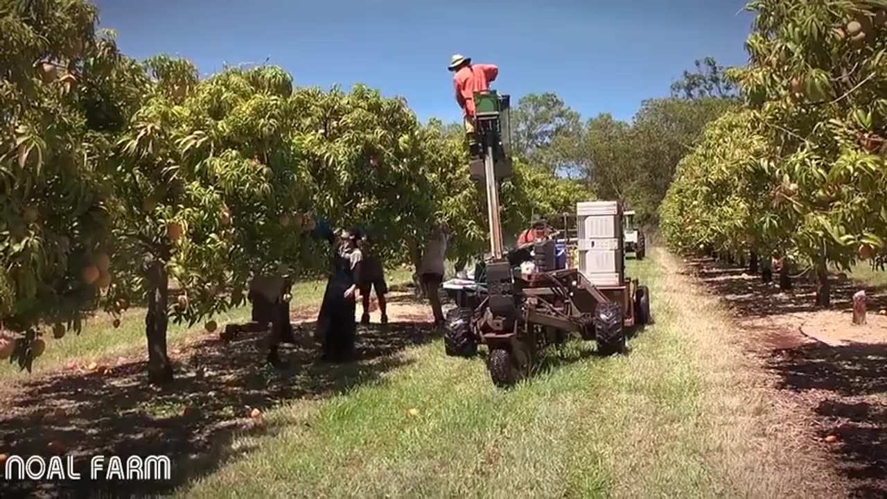 Mango Harvesting Machine - How to Mango Picking - Mango Farm Agriculture Technology